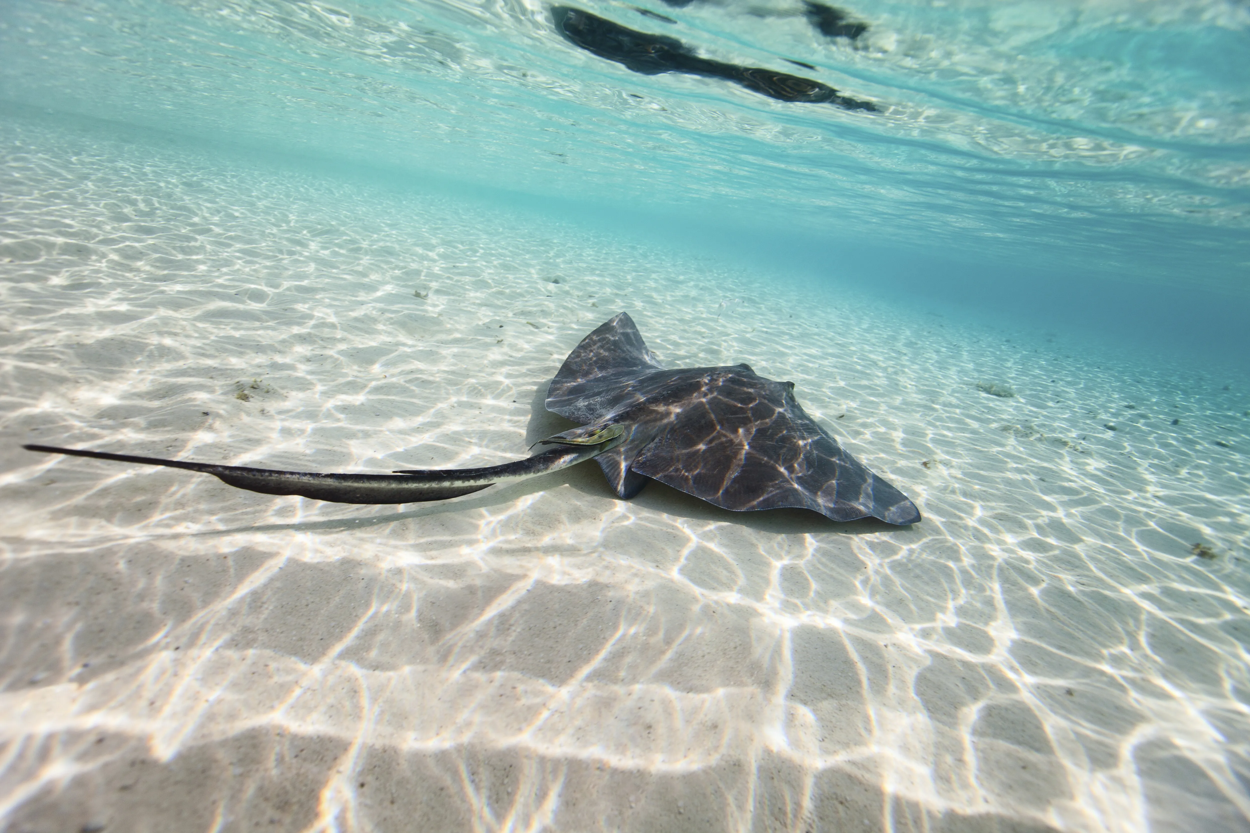 Stingray at SEA LIFE