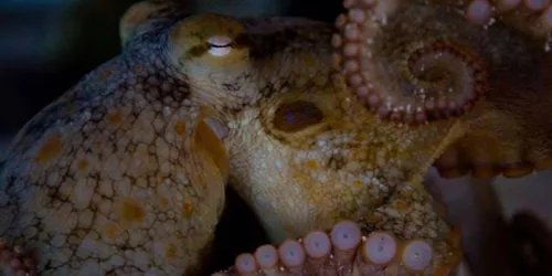 Octopus At Sea Life