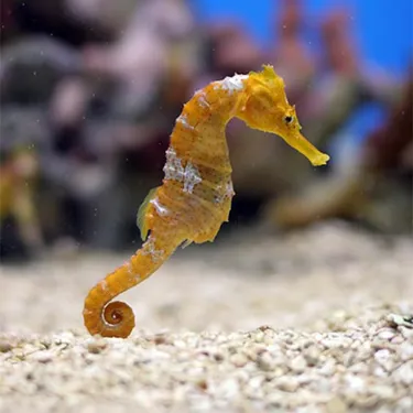 Sea Horse at SEA LIFE