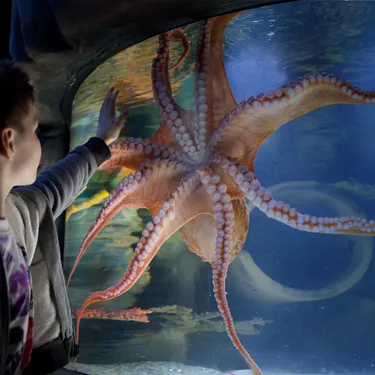 Octopus At Sea Life