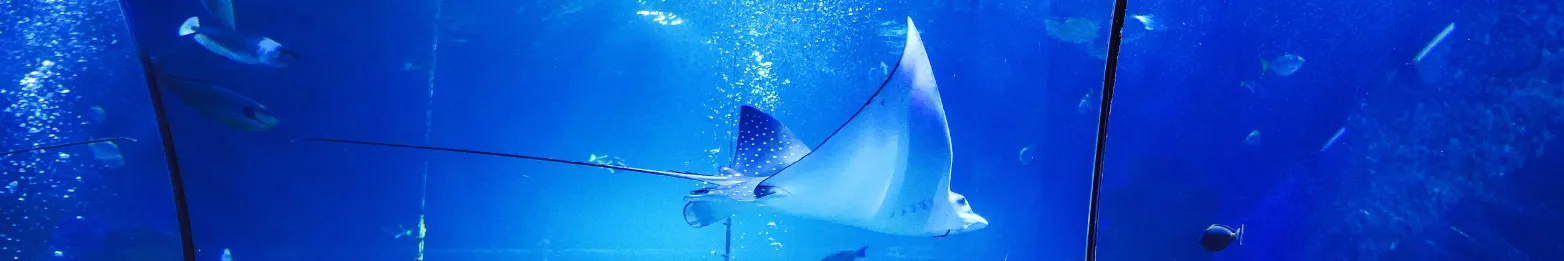 SEA LIFE® Aquarium 
