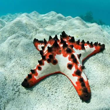 Starfish in Aquarium