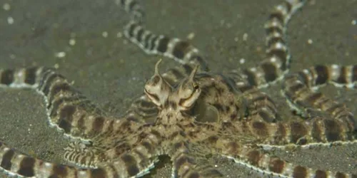 7154 Octopus Berrima