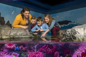 Sea Life Aquarium Touch Pool