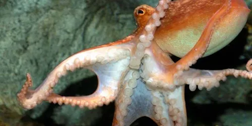 Common Octopus At Sea Life