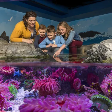A family explores the Sea Life Aquarium Touch Pool