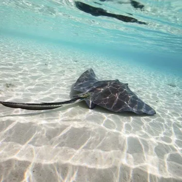 Stingray At Sea Life