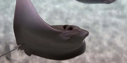 Cow Nosed Rays At Sea Life