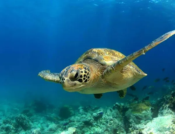Green Sea Turtle