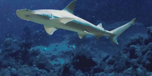 Bonnethead At Sea Life
